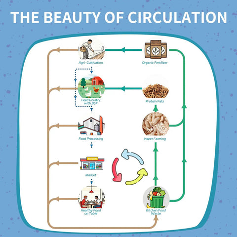 Infographic illustrating circular process from agri-cultivation to healthy food with BSFL feeding and kitchen waste recycling.