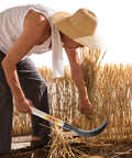 Farmer using Long Handled Weeding Tool with Semi Circular Steel Blade for cutting wheat in field