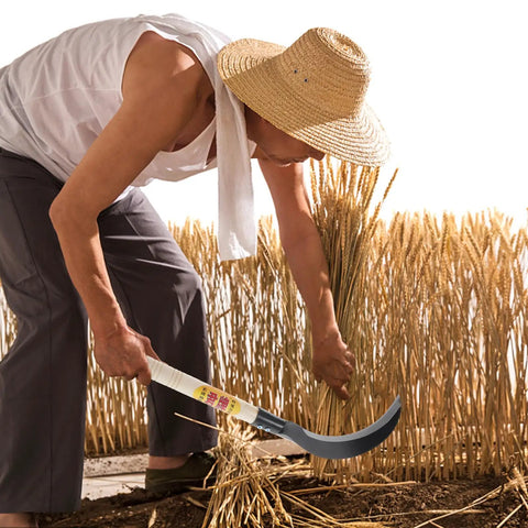 Farmer using Long Handled Weeding Tool with Semi Circular Steel Blade for cutting wheat in field
