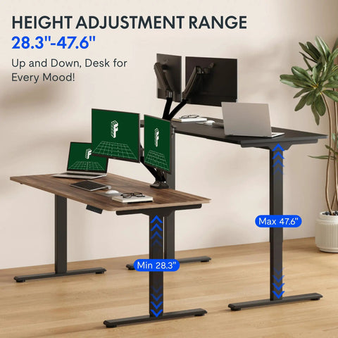 Large Dual Motor Electric Standing Desk 71 By 32 Inch Black Walnut, 198 Lbs Heavy-Duty Capacity, Smooth Height Adjustment, showing two levels.