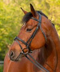 Warmblood horse wearing Padded Dressage Bridle With Reins And Removable Flash In Black For Warmbloods All Day Comfort Single Crown Padded Cavesson
