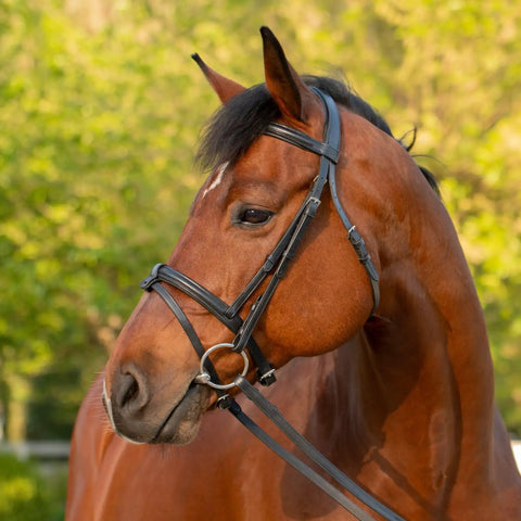 Warmblood horse wearing Padded Dressage Bridle With Reins And Removable Flash In Black For Warmbloods All Day Comfort Single Crown Padded Cavesson