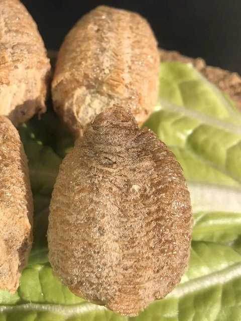 Hands On Mantis Egg Hatching Kit For Classrooms And Home Science Projects Real Mantis Eggs For Biology Experiments Kid Friendly Educational STEM Learning Aid, close-up of mantis egg case on leaf