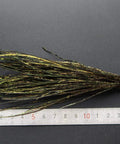 Natural Peacock Herl 400 Strands for Fly Tying Nymphs and Wet Streamers Rib and Body Material Length 4 to 8 Inches