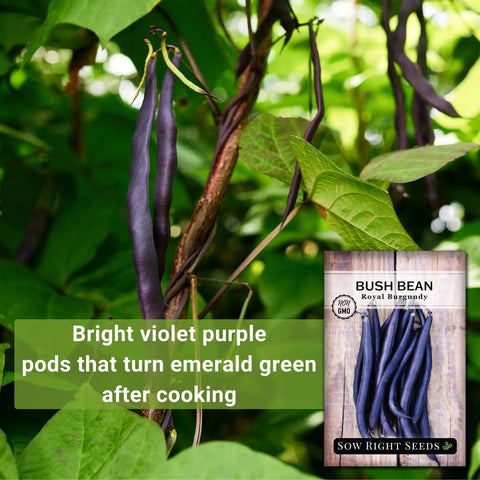 Royal Burgundy Bean Seeds for Planting Non GMO Heirloom Snap Beans, Stringless Dark Purple Pods That Turn Green When Cooked, 18 Inch Bush Beans, Abundant Harvest for Outdoor Gardens
