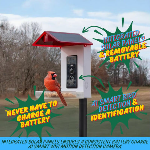 Killer 2 In 1 Hummingbird Feeder With Solar Smart Camera And AI Species Tracking For Backyard Watching Plus Motion Detection, featuring solar panels and cardinal.