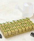 Seedlings in rockwool cubes setup with mini gardening tools and watering can on a marble surface