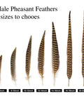 Various sizes of male pheasant tail feathers ranging from 6 to 22 inches, including 12 Pcs Natural Ringneck Pheasant Tail Feathers 14 To 16 Inch For Crafts Weddings Parties Performances And Home DIY Decor Safe Cleaned And Sanitized Feathers Great For Costume And Floral Arrangements Bird Theme Decor.