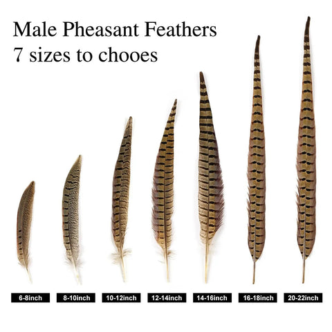 Various sizes of male pheasant tail feathers ranging from 6 to 22 inches, including 12 Pcs Natural Ringneck Pheasant Tail Feathers 14 To 16 Inch For Crafts Weddings Parties Performances And Home DIY Decor Safe Cleaned And Sanitized Feathers Great For Costume And Floral Arrangements Bird Theme Decor.