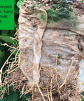 200 Pack Breathable Plant Grow Bags 5.5 By 6.3 Inch Biodegradable Nonwoven Seedling Pots with developed roots