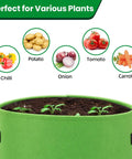 Green grow bag with plants sprouting, suitable for potatoes, tomatoes, carrots, and more. 6 Pack 10 Gallon Potato Grow Bags With View Window Large Fabric Plant Pots With Handles For Veggies Fruits And More Easy Harvest And Haul Green Garden Containers For Home Growers.