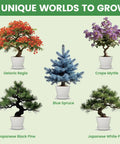 Beginner Bonsai Kit With Five Seed Packets Five Grow Pots And Essential Tools For Indoor Bonsai Growth All In One DIY Craft Gardening Set Planters Soil Discs Pruning Shears Markers Great Gift For Adults Men And Women showing five bonsai varieties: Delonix Regia, Crape Myrtle, Blue Spruce, Japanese Black Pine, Japanese White Pine.