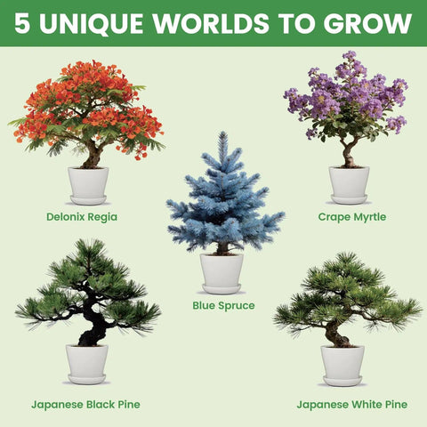 japanese black pine bonsai tree kit Beginner Bonsai Kit for Indoor Growth ✓