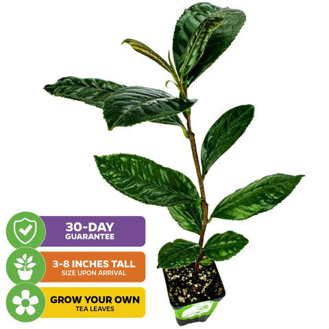 Green Tea Plant Live Starter Camellia Sinensis For Indoor Or Outdoor Garden, Easy Care Tea Bush in 3-inch pot with labels