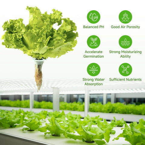 60 Pack Hydroponic Grow Sponges Replacement Pods For AeroGarden And Indoor Systems on a lettuce plant in a hydroponic garden.