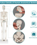 17 Inch Portable Skeleton Anatomy Model With Movable Skull, Arms And Legs For Education And Teaching, close-up details
