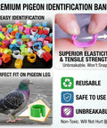 All In One Pigeon Care Starter Kit with colorful leg bands and pigeon leg fit demonstration.