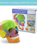 Palm Sized 15 Part Human Skull Model With Color Detailing, Exploded View And Detachable Sections includes maxilla and more
