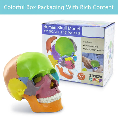 Palm Sized 15 Part Human Skull Model With Color Detailing, Exploded View And Detachable Sections includes maxilla and more