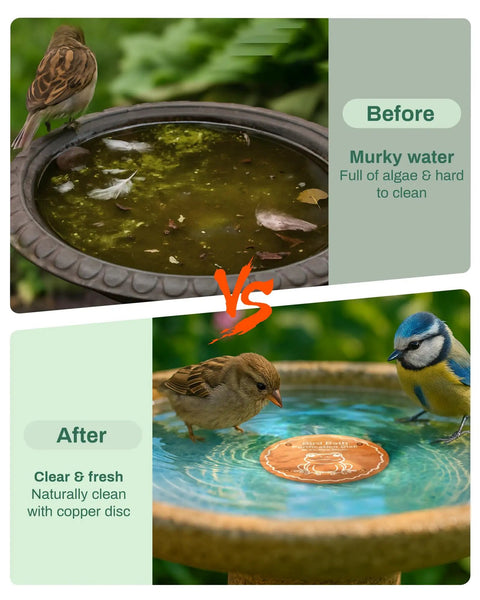 Comparison of bird baths before and after using Pure Copper Bird Bath Purification Disk For Chemical-Free Water.