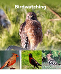 Composite image of a hawk and three birds, ideal targets for Ultra Light Portable Smart Telescope For On The Go Astrophotography And Wildlife Viewing With 4K Auto Tracking Built In Processing Dual Imaging For Day And Night AZ And EQ Modes Ultra Lightweight Under 3 Lb Backpack Friendly And Great For All Ages.