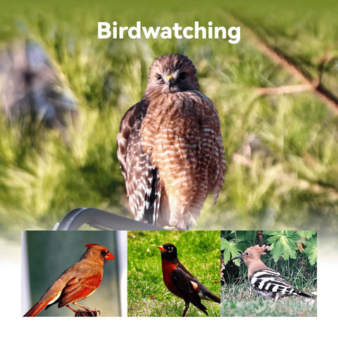 Composite image of a hawk and three birds, ideal targets for Ultra Light Portable Smart Telescope For On The Go Astrophotography And Wildlife Viewing With 4K Auto Tracking Built In Processing Dual Imaging For Day And Night AZ And EQ Modes Ultra Lightweight Under 3 Lb Backpack Friendly And Great For All Ages.