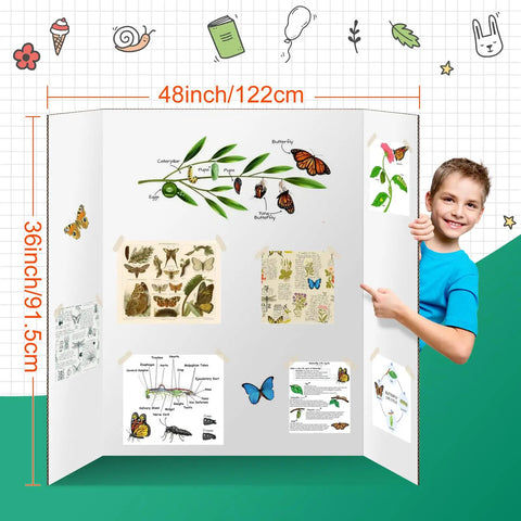 Child holding Two Pack Trifold Poster Boards 48 X 36 Inch Double Sided White Display Boards with butterfly science fair project