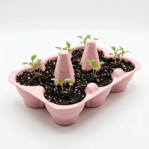 Two Pack Indoor Flower Grow Kit With Colorful Egg Cartons, Sunflower And Daisy Seeds, Eco Friendly Growing Medium, Green Thumb Friendly