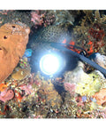 Waterproof 1000 Lumen LED Diving Flashlight With 150m Range And 9 Degree Narrow Beam illuminating coral reef underwater