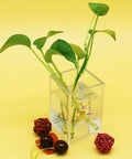 Clear acrylic cube with plant cuttings and decorative items, ideal for Clear Acrylic Pencil Pen Holder Cup Set 2 Pack for Desk Accessories Storage Makeup Brush Organizer and Desktop Stationery Organizer for Office School Home Supplies 2.6x2.6x4 Inches use.