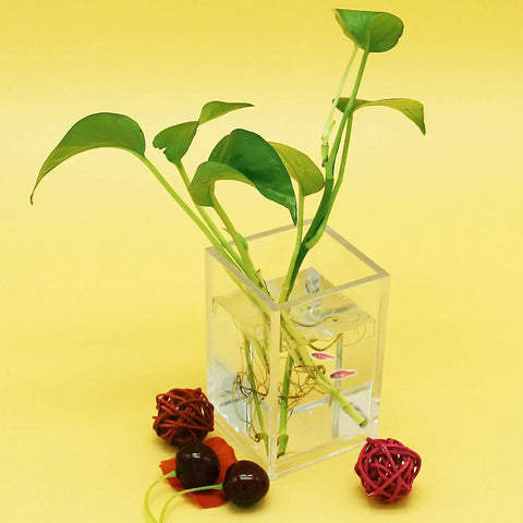 Clear acrylic cube with plant cuttings and decorative items, ideal for Clear Acrylic Pencil Pen Holder Cup Set 2 Pack for Desk Accessories Storage Makeup Brush Organizer and Desktop Stationery Organizer for Office School Home Supplies 2.6x2.6x4 Inches use.