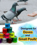 100Pcs Multicolor Aluminum Pigeon Leg Rings For Easy Identification And Training Birds Foot Bands 2026 Edition with pigeons