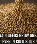 Close-up of mixed grain seeds for Last Resort Blend 12 Lb EcoPack Winter Deer Food Plot Seed Mix With Rye, Wheat, Barley, Triticale And Oats