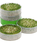 Deluxe Seed Sprouter With Four Growing Trays And Seed Packets For Indoor Sprouting Alfalfa Sprouts Fast No Soil Needed Water Flow System