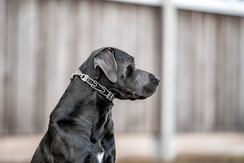 Dog wearing Adjustable Prong Collar With Quick Release ClicLock Buckle And 360 Degree Swivel For Small To Medium Dogs Up To 15 Inch Neck 2.25mm Prongs Stainless Steel Training Collar
