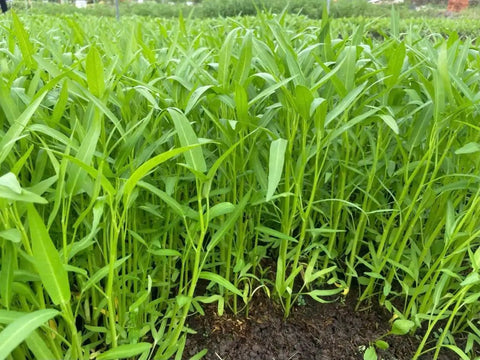Water Spinach Seeds For Garden Easy To Grow With 99 Percent Germination Heirloom Non GMO Ong Choy Kangkong Rau Muong Kong Xin Cai Premium Backyard Or Balcony Planting For A 4 To 5 Week Harvest