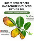 Comparison of rose leaves showing before and after macronutrient optimization with Easy At Home Soil Test Kit For Garden Lawn And Flower Beds