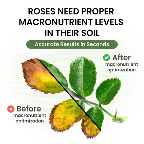 Comparison of rose leaves showing before and after macronutrient optimization with Easy At Home Soil Test Kit For Garden Lawn And Flower Beds