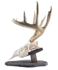 Euro Style Skull Display Kit in Rustic Pine for Wall or Table Mounts with Bear Skull, Reversible Solid Pine Holder, Made in Wisconsin