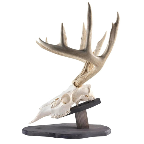 Euro Style Skull Display Kit in Rustic Pine for Wall or Table Mounts with Bear Skull, Reversible Solid Pine Holder, Made in Wisconsin