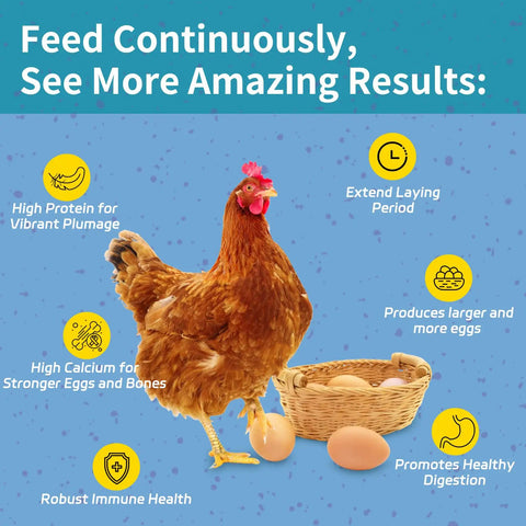 Hen beside eggs, benefits of 10Lb Dried Black Soldier Fly Larvae For Chickens Calcium Packed Poultry Treat shown