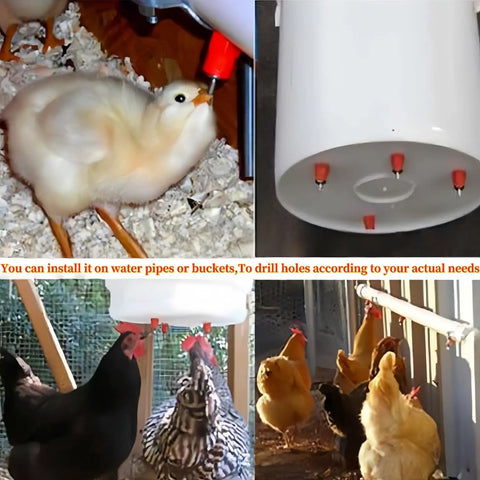 20 Pack Automatic Poultry Water Dispenser With Slick Stainless Steel Nipple Drinkers For Chickens Hens Ducks And Livestock Featuring Smooth Screw Mount And Leak Proof Tape For A No Sweat Setup, showcasing birds using drinkers.