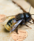 Close-up of a bee sitting near Carpenter Bee Corks 200 Count Kit For Small Holes In Furniture, tapered soft wood plugs in wood.