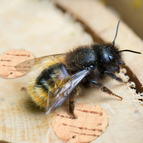 Close-up of a bee sitting near Carpenter Bee Corks 200 Count Kit For Small Holes In Furniture, tapered soft wood plugs in wood.
