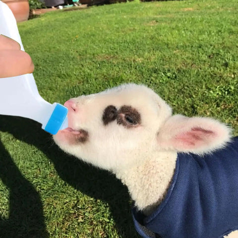Lamb drinking from Heavy Duty Lamb Feeding Bottle With Super Soft Nipple For Chill Weaning And Straight Up Nutrition Tracking.