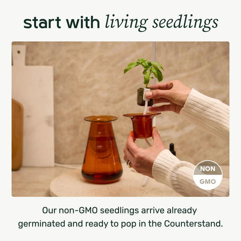 Person placing seedling in Countertop Hydroponic Garden Kit With Led Grow Light For Indoor Herbs And Lettuce, Space Saving Planter