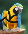 Parrot wearing XL Parrot Harness And Leash Set For Outdoor Flight Training, Adjustable Anti Bite Design, Lightweight Rope Kit For Birds