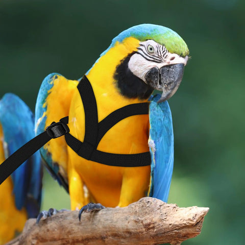 Parrot wearing XL Parrot Harness And Leash Set For Outdoor Flight Training, Adjustable Anti Bite Design, Lightweight Rope Kit For Birds