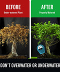Soil Water Monitor For Plants With Analog Hydrometer And Moisture Meter, fast accurate readings, teal gauge in before-after plant image