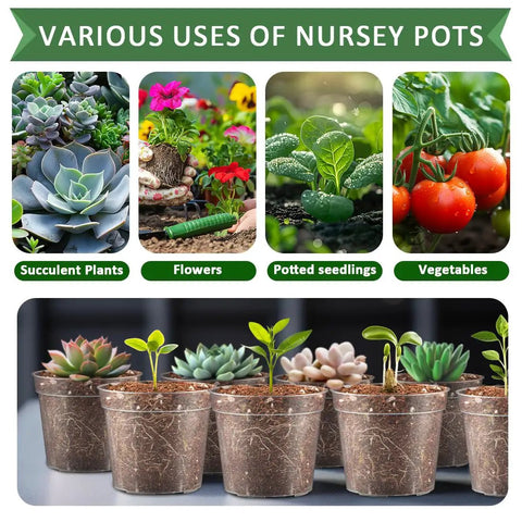 Clear Seed Starter Pots 2.5 Inch, 100 Pack Round Seedling Pots For Germination with seedlings and succulents in pots